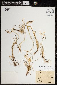 Carex aquatilis var. minor image