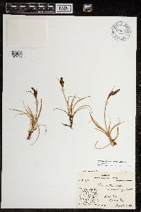 Carex aquatilis var. minor image