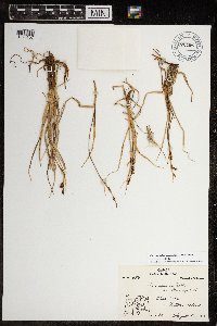 Carex aquatilis var. minor image