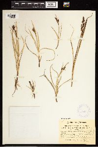 Carex aquatilis var. minor image