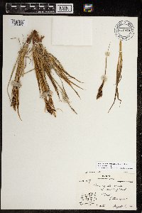 Carex aquatilis var. minor image
