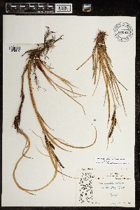 Carex aquatilis var. minor image