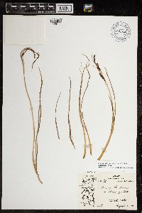 Carex aquatilis var. minor image