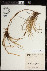 Carex aquatilis var. minor image