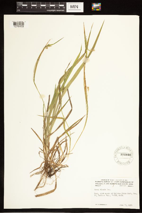 Carex blanda image