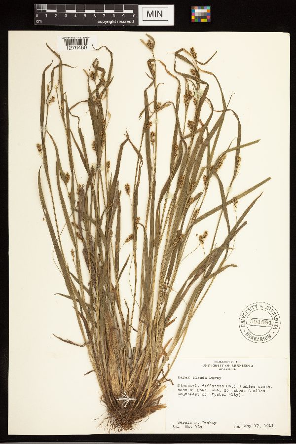 Carex blanda image