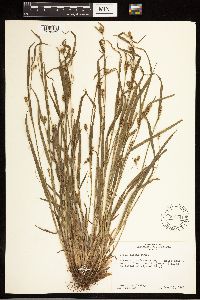 Carex blanda image