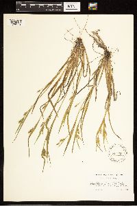 Carex blanda image