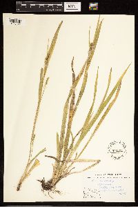 Carex blanda image