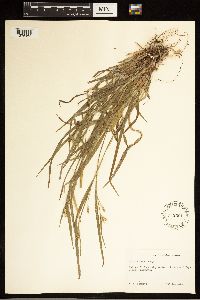 Carex blanda image