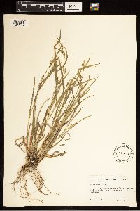 Carex blanda image