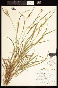 Carex blanda image