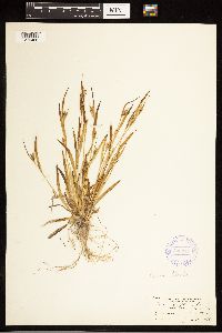 Carex blanda image