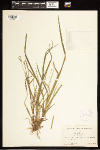 Carex blanda image