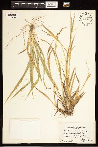 Carex blanda image