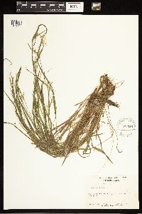 Carex blanda image