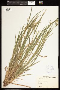 Carex blanda image