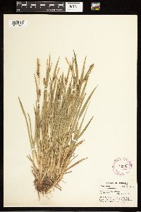 Carex blanda image