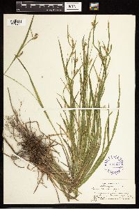 Carex blanda image