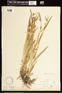 Carex blanda image