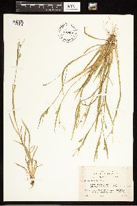 Carex blanda image