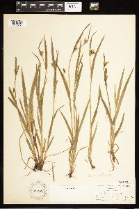 Carex blanda image
