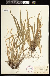 Carex blanda image