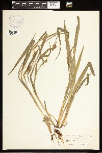 Carex blanda image