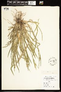 Carex blanda image