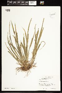Carex blanda image