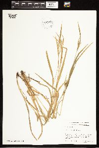 Carex blanda image
