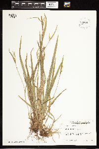 Carex blanda image