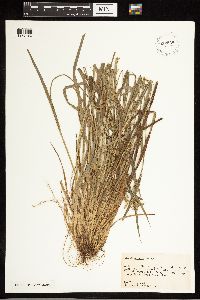Carex blanda image
