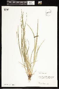 Carex blanda image