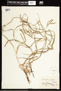 Carex blanda image