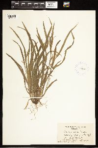 Carex blanda image