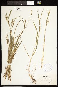 Carex blanda image