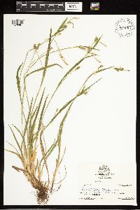 Carex blanda image