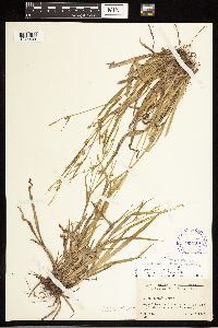 Carex blanda image