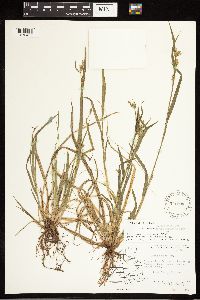 Carex blanda image