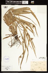 Carex blanda image