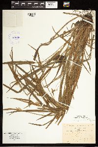 Carex blanda image