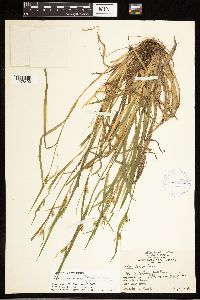 Carex blanda image
