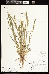 Carex blanda image