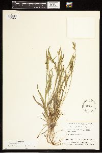 Carex blanda image