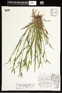 Carex blanda image
