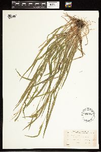 Carex blanda image