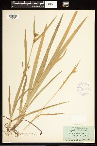 Carex blanda image