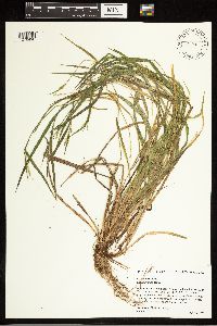 Carex blanda image
