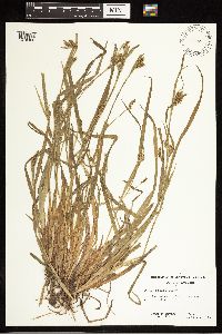 Carex blanda image